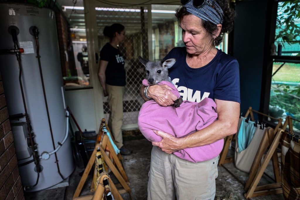 A nonprofit worker carrying a baby wallaby in a pink blanket. 